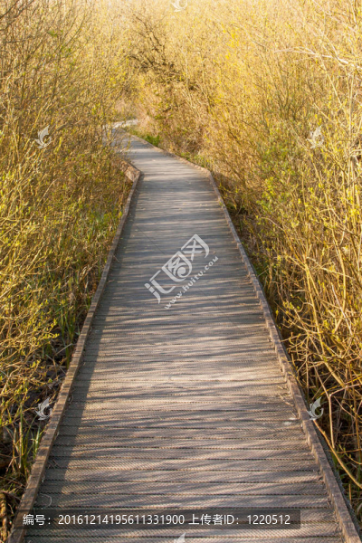 沼澤地的一條小路