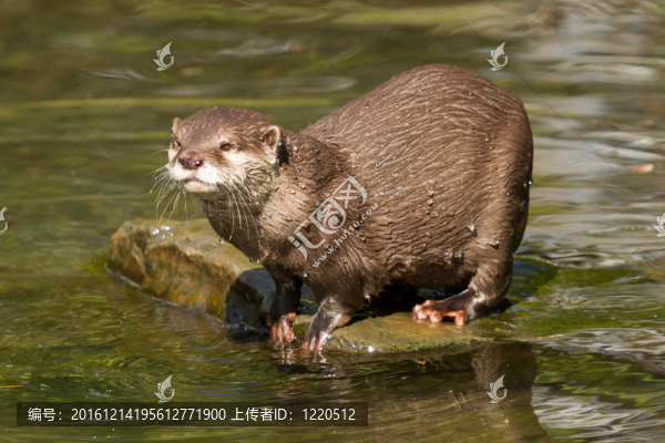 潮濕的水獺