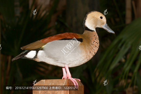 五顏六色的熱帶鴨