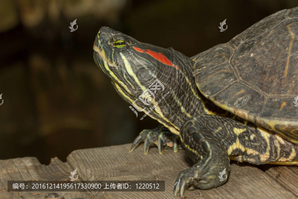 歐洲池龜