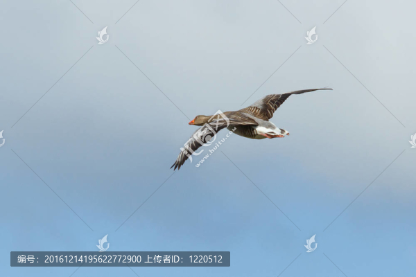 飛行中的大雁鵝
