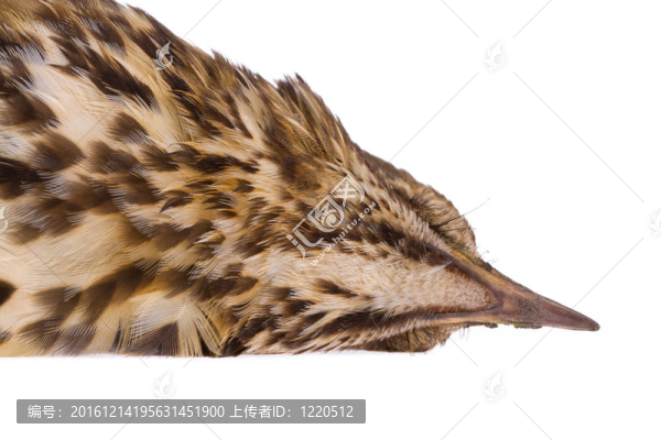 死歌鶇