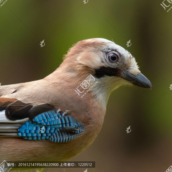 杰伊鳥(niǎo)（Garrulus,glandarius）