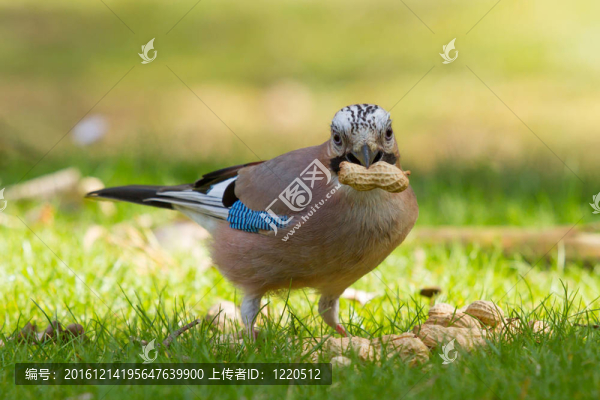 杰伊鳥（Garrulus,glandarius）