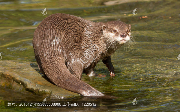 潮濕的水獺