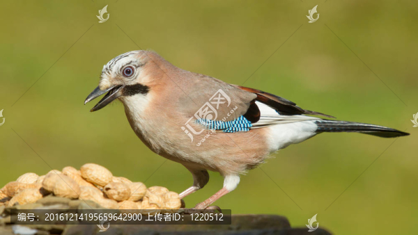 杰伊鳥（Garrulus,glandarius）