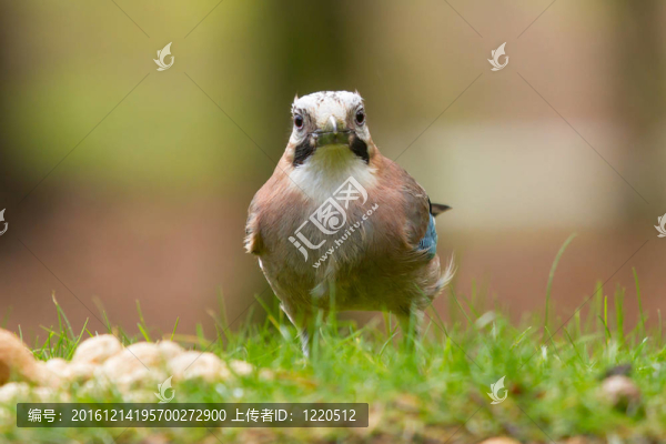 杰伊鳥（Garrulus,glandarius）