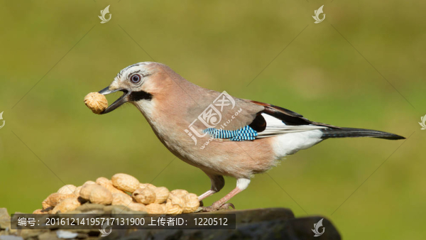 杰伊鳥(niǎo)（Garrulus,glandarius）