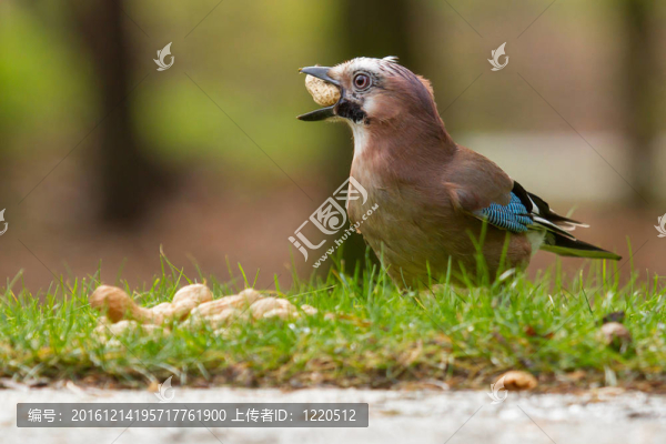 杰伊鳥(niǎo)（Garrulus,glandarius）