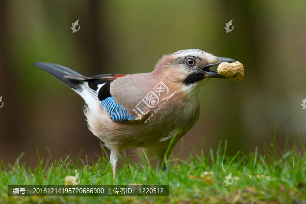 杰伊鳥（Garrulus,glandarius）