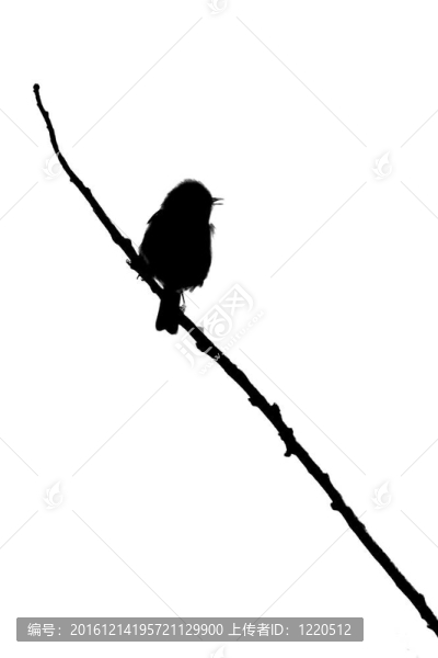 樹枝上的小鳥