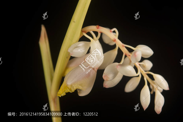 斑殼姜