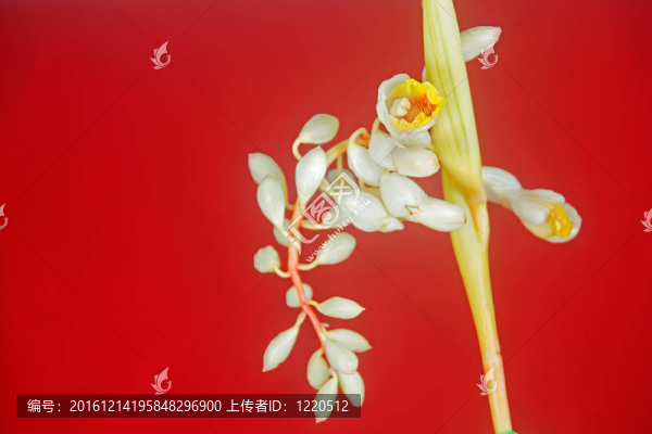 斑殼姜