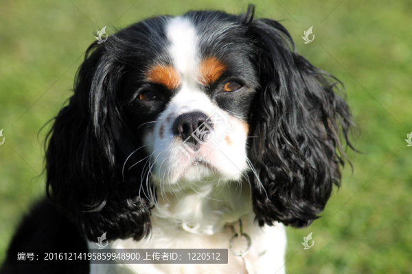 Charles,Spaniel國王的狗