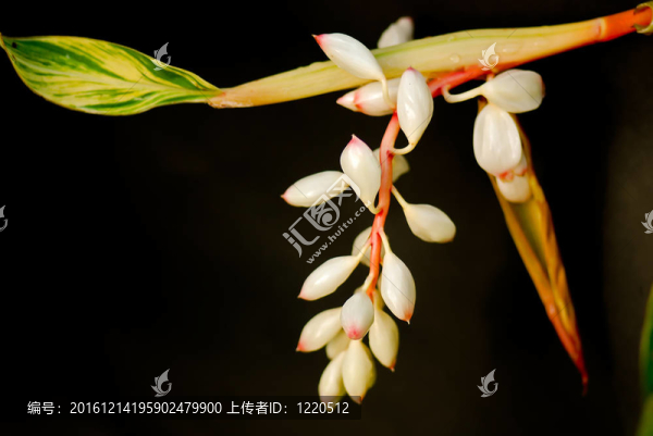 斑殼姜