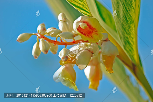 斑殼姜
