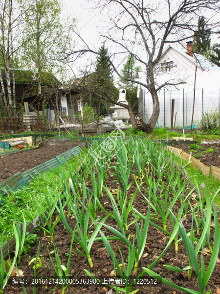 春天的菜園-匯圖網(wǎng) www.fosd68.com 春天的菜園