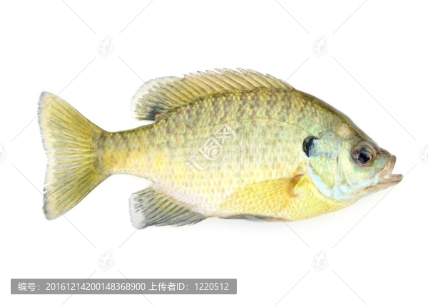 翻車(chē)魚(yú)