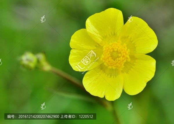 奶油花