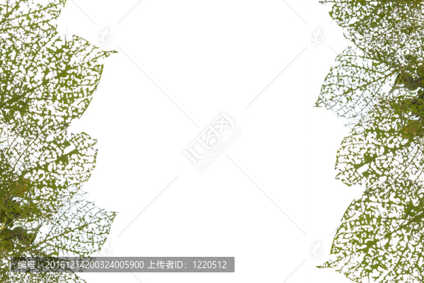 葉的紋理