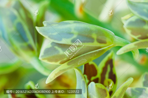 蘭花在泰國的花園