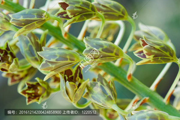 蘭花在泰國(guó)的花園