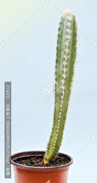 花盆中的仙人掌