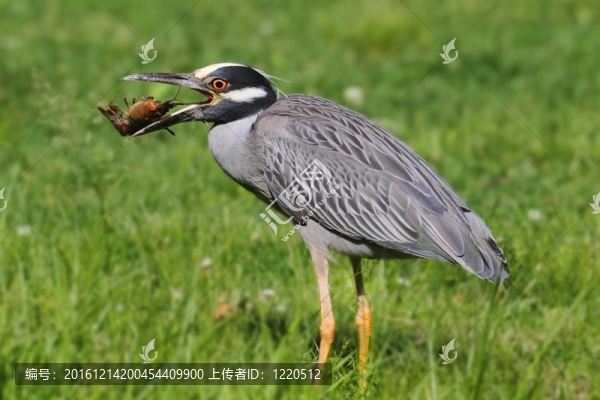 黃鷺（Nyctanassa,violacea）