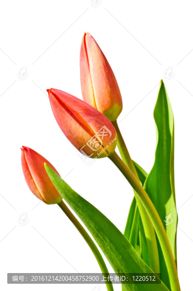 郁金香花