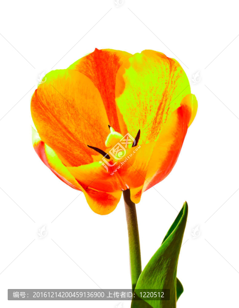 郁金香花