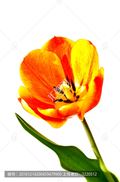 郁金香花