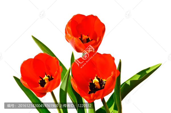 郁金香花
