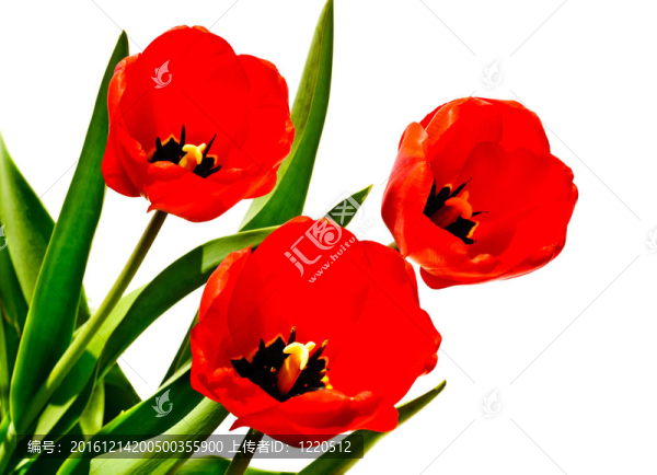 郁金香花