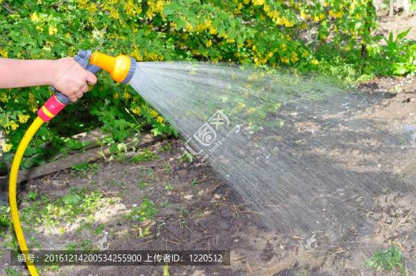 用軟管給花園澆水