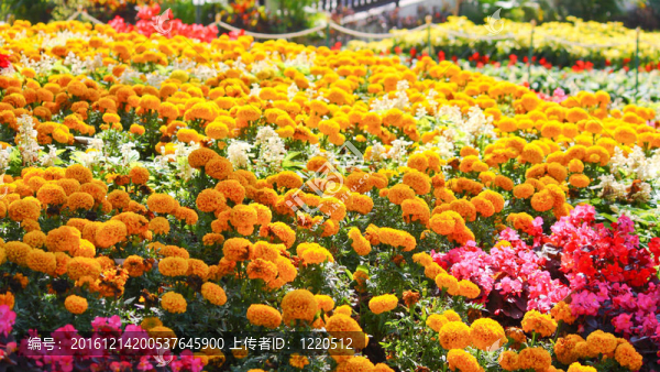 花園里的花