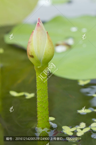 池塘里的小荷花