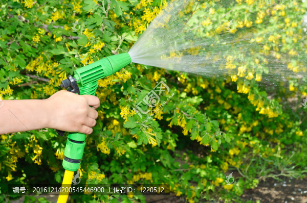 用軟管給花園澆水