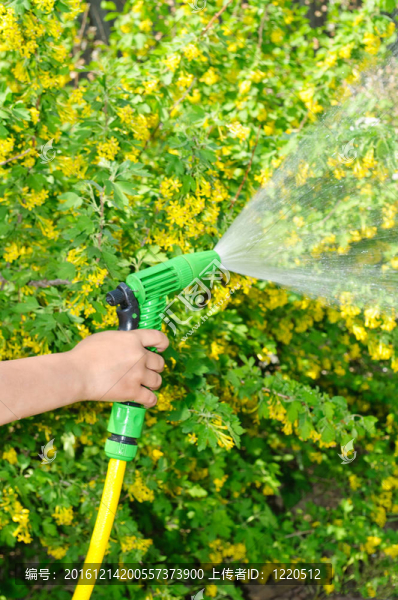 用軟管給花園澆水