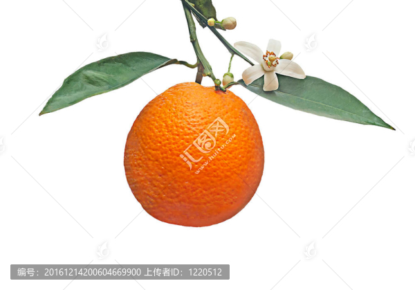 花孤白底橙
