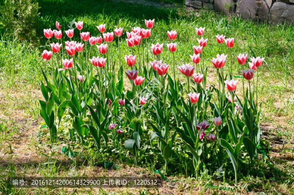 郁金香前花園