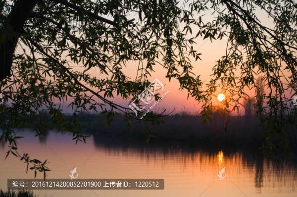 河流；夏天；日落樹