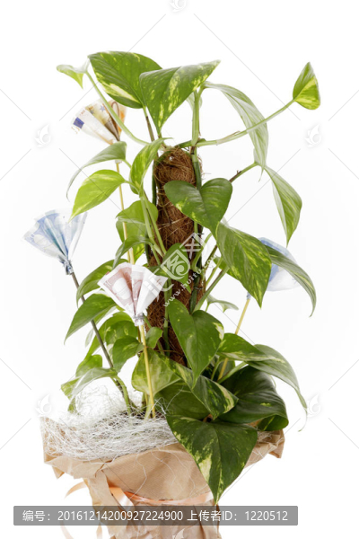 植物與金錢(qián)
