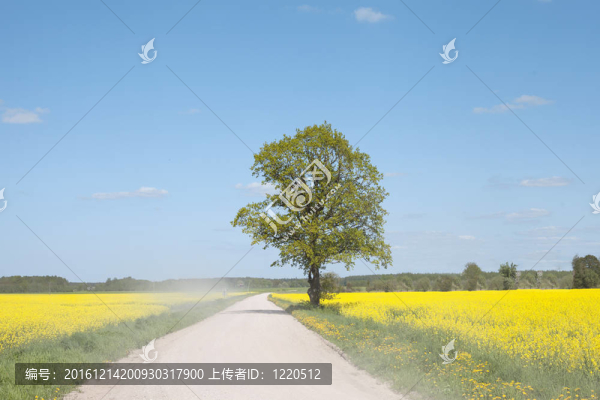 油菜地之路。