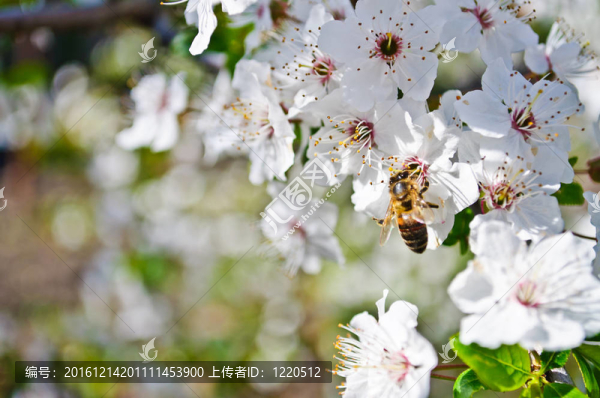 蜜蜂授粉的花