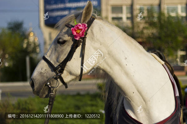 城市中的馬