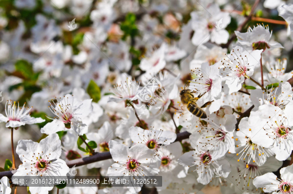蜜蜂授粉的花