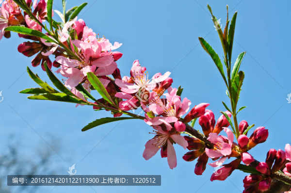 開花的果樹