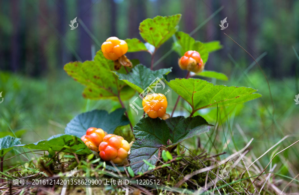 夏季莓特寫。新鮮的野生水果