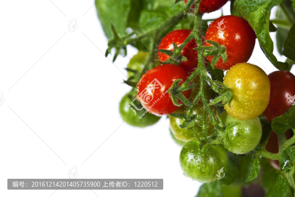 成熟番茄花園