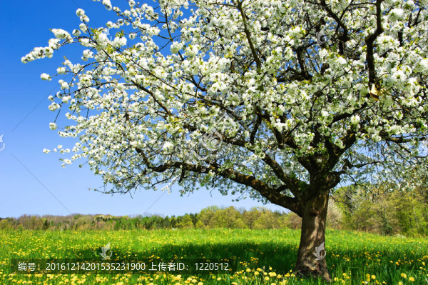 春天的樹(shù)在草地上開(kāi)花